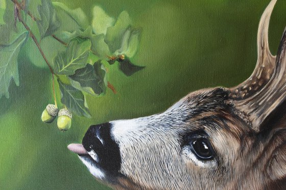 Deer