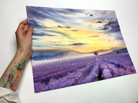 lavender field