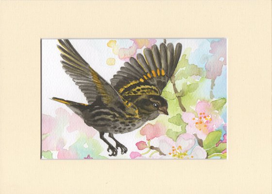 Spring is coming - Siskin bird