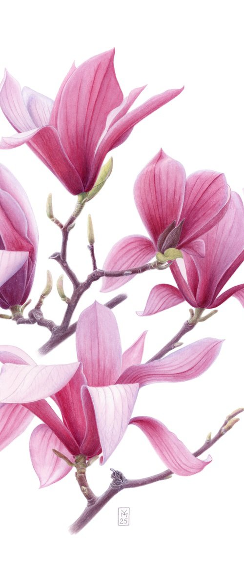 Magnolia. Center by Yuliia Moiseieva