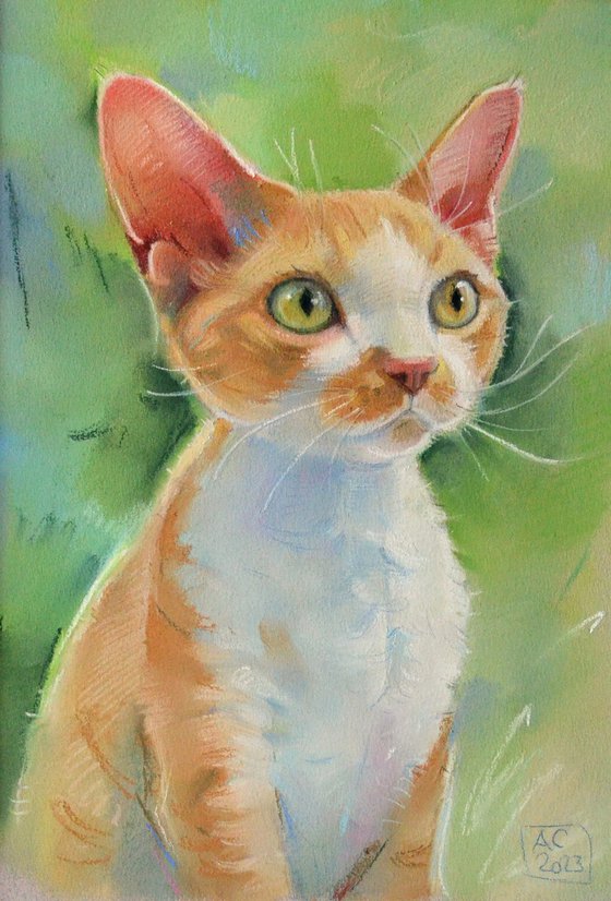 portrait of a Devon Rex cat