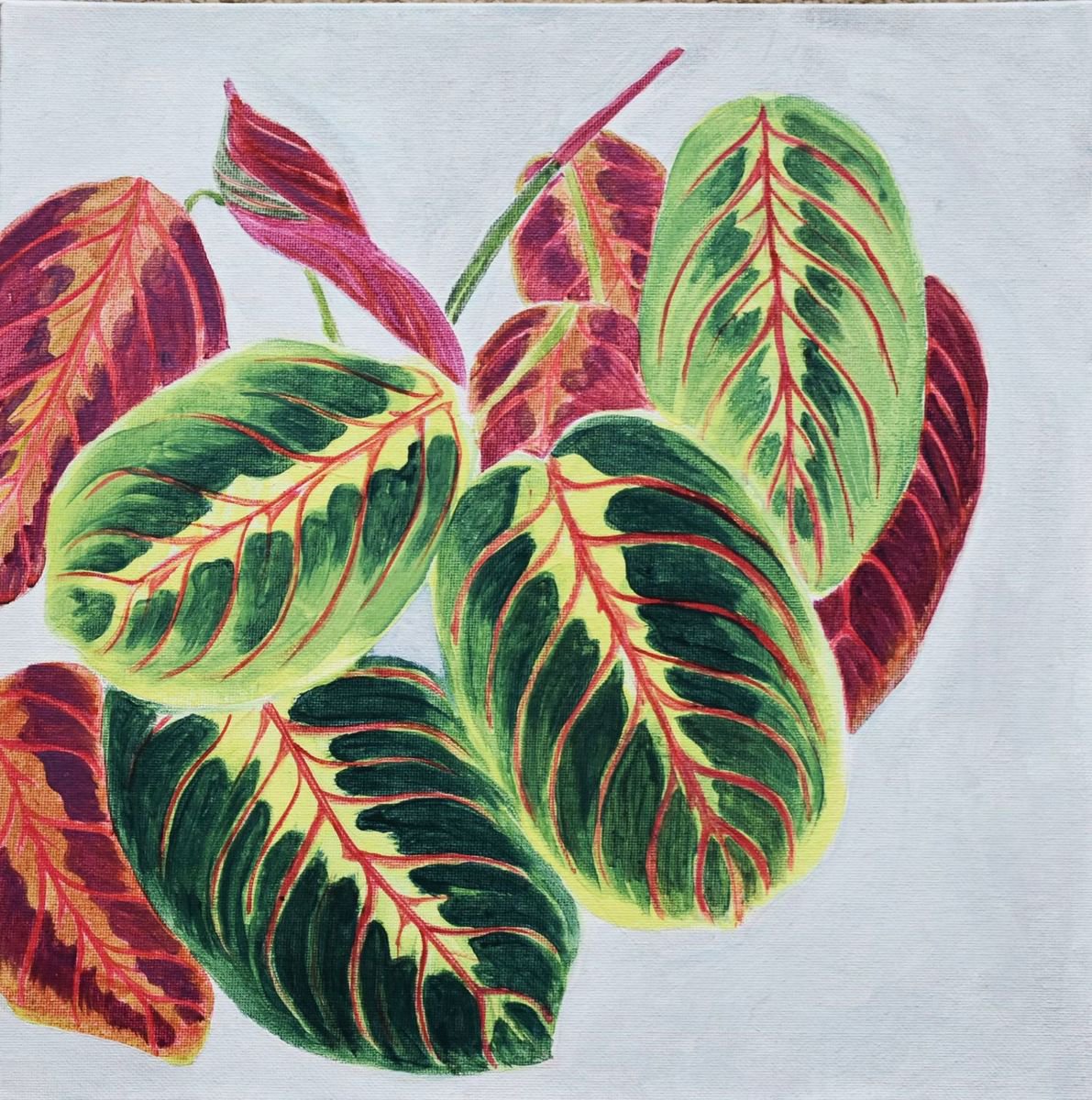 Calathea Leaves by Alison Deegan