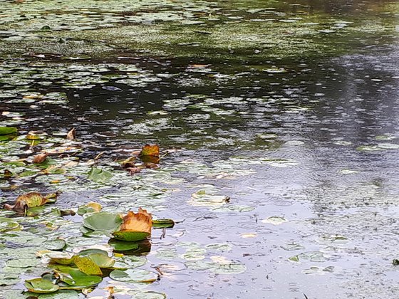 MELKINTHORPE POND 1