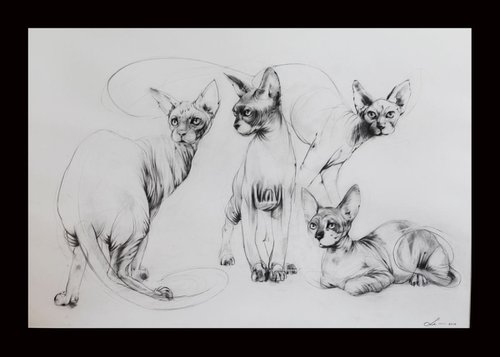 Sphynx cats by Valerija Popova