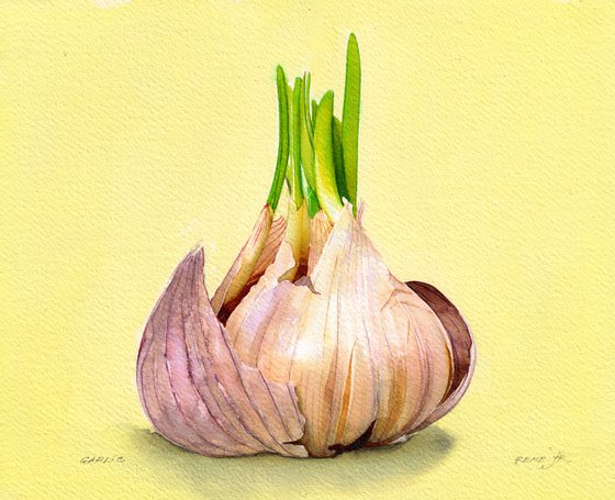 Garlic