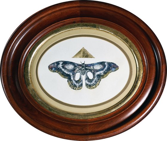 Moth in an Oval Antique Frame