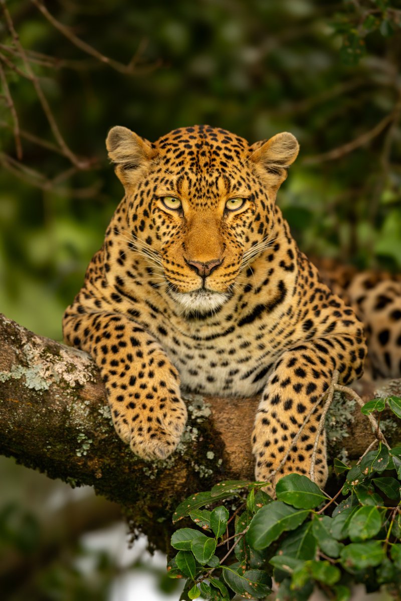 Photorealistic Animal Photograph By Nick Dale, 38 X 53", "You Lookin