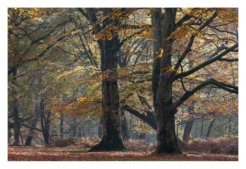 November Forest VIII by David Baker