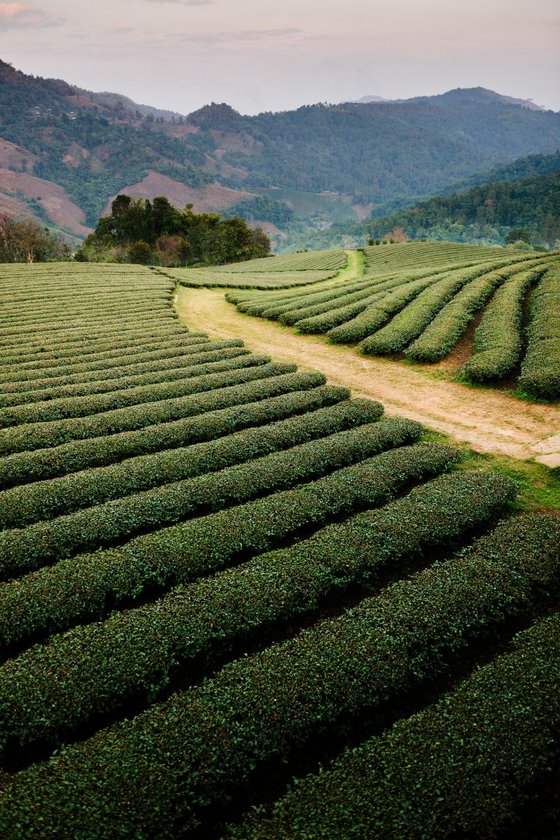 Mae Salong Tea Plantations, Thailand