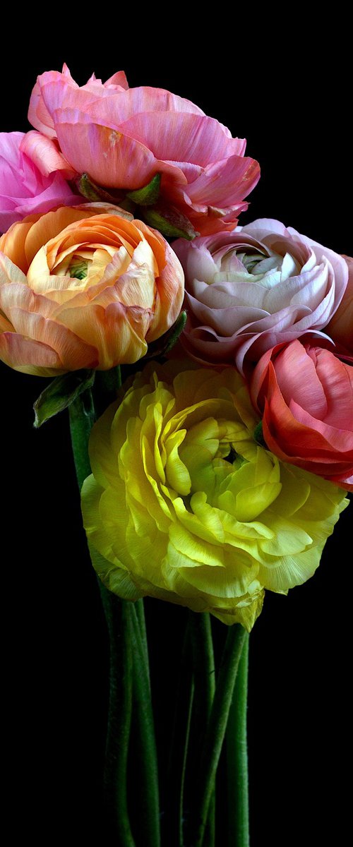 Ranunculus Rainbow by Nadia Culph