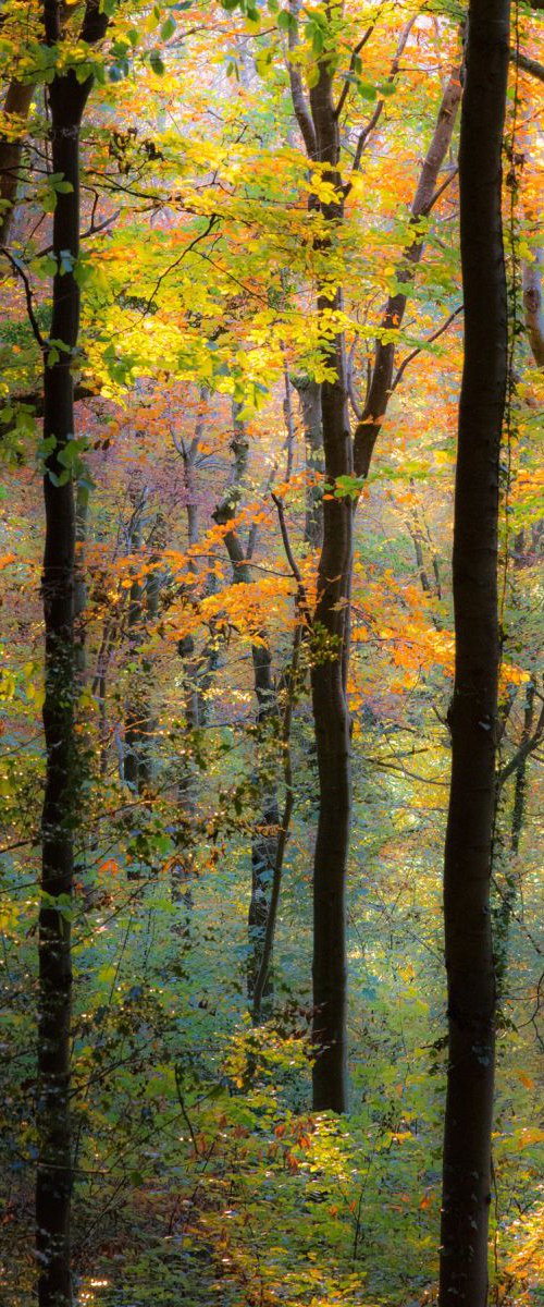 Autumn Beech in Park Wood by Mark Zytynski