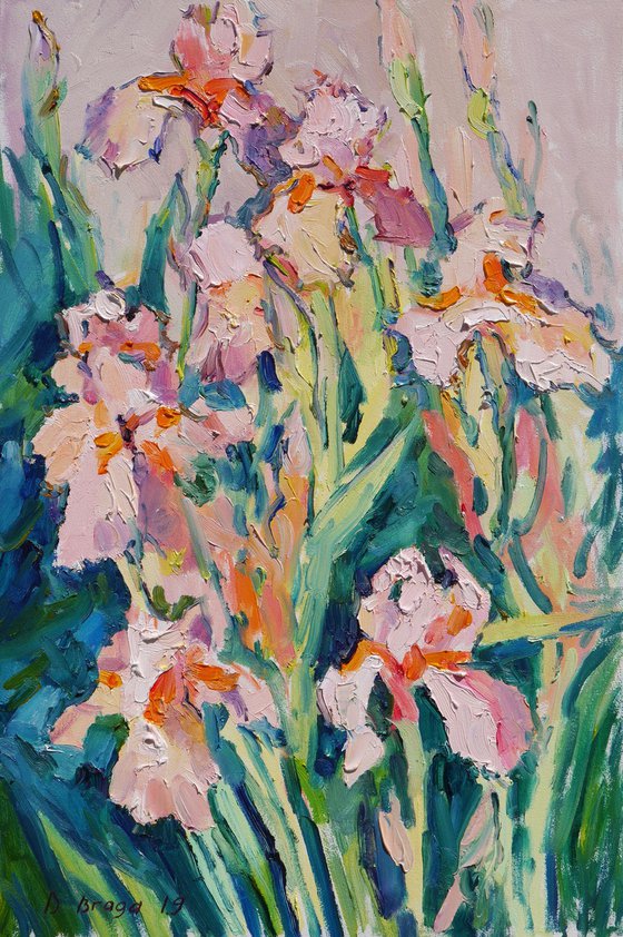 Pink irises
