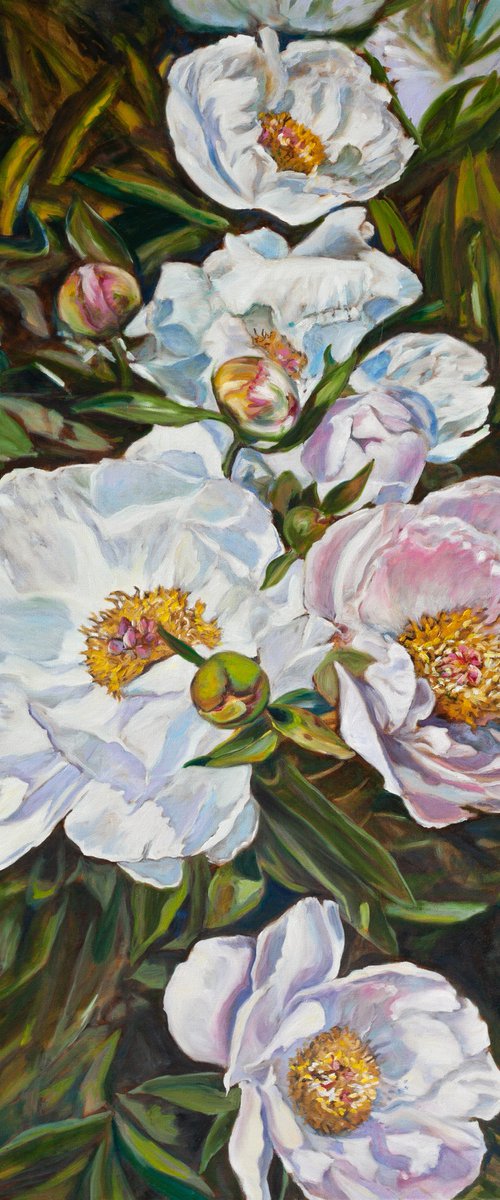 Peonies by Liudmila Pisliakova