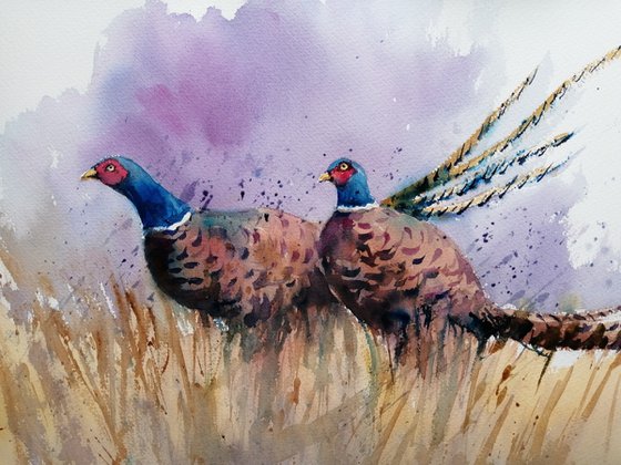 pheasant 3