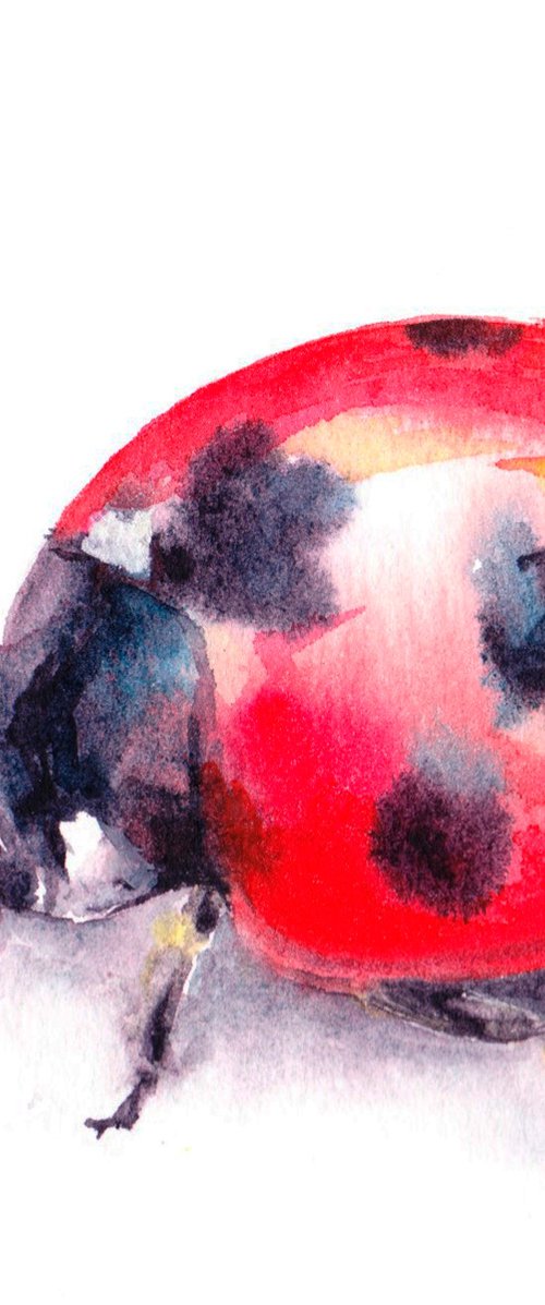 Ladybird by Anjana Cawdell