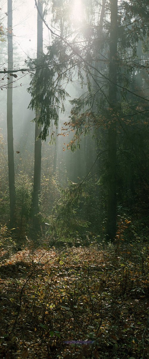 Autumn Forest by Jack Gasiorowski