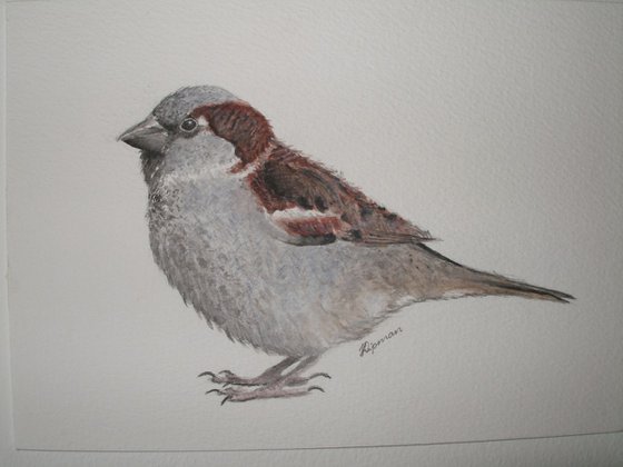 House Sparrow (2)