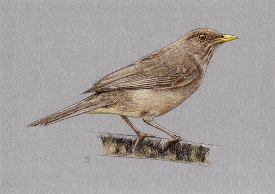 Clay-colored thrush