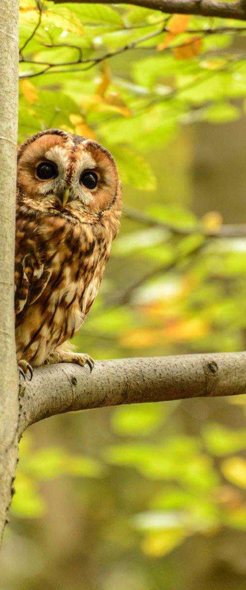 Peeping Tawny Owl A3 by Ben Robson Hull