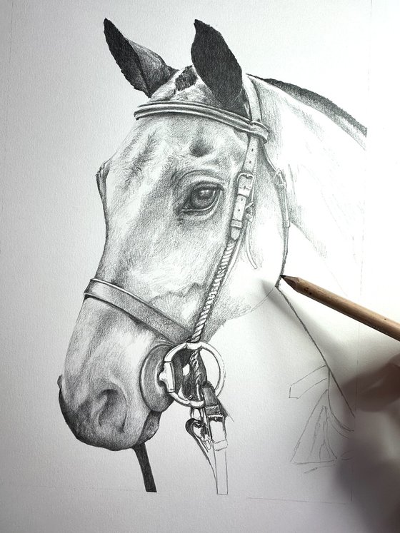 COMMISSION Purito - Polo Pony