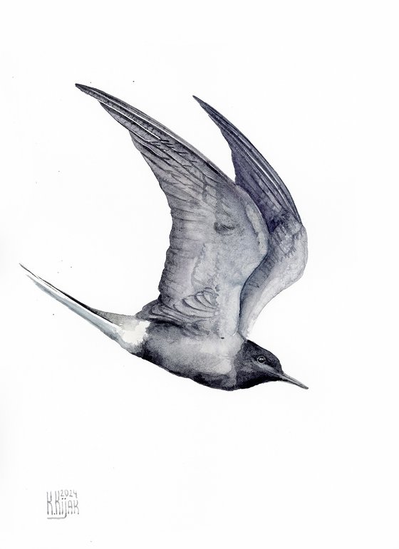 Black tern