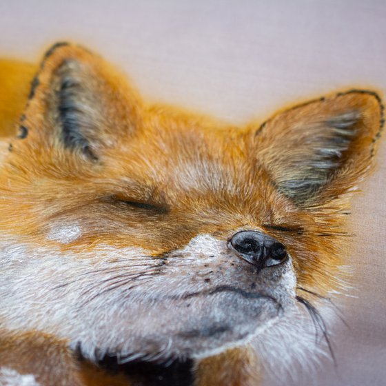 Sleepy fox