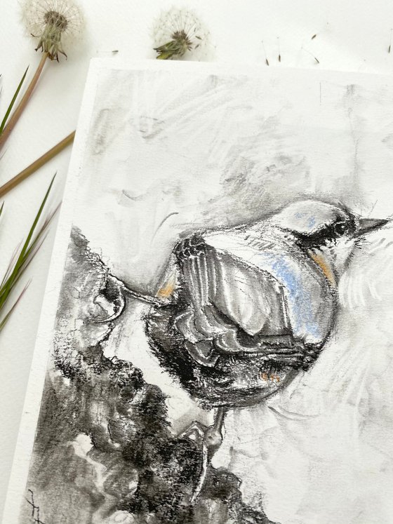 Charcoal Nuthatch