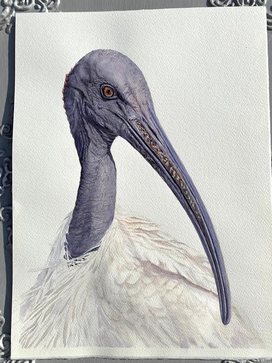 Sacred Ibis, bird portrait