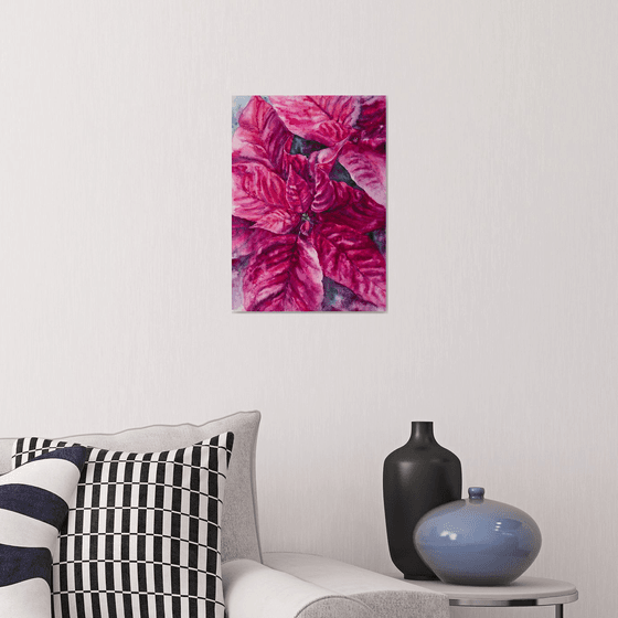 Poinsettia magenta flower