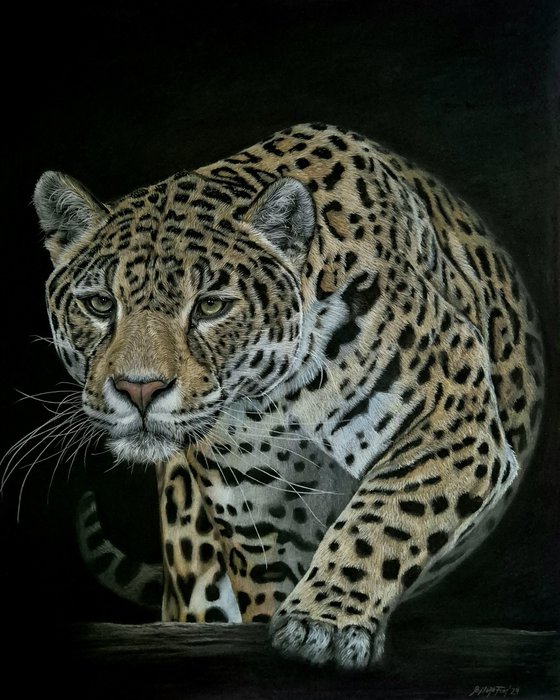 Jaguar portrait 'Out of shadows'