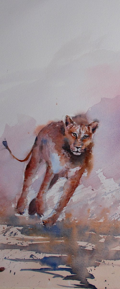 lioness by Giorgio Gosti