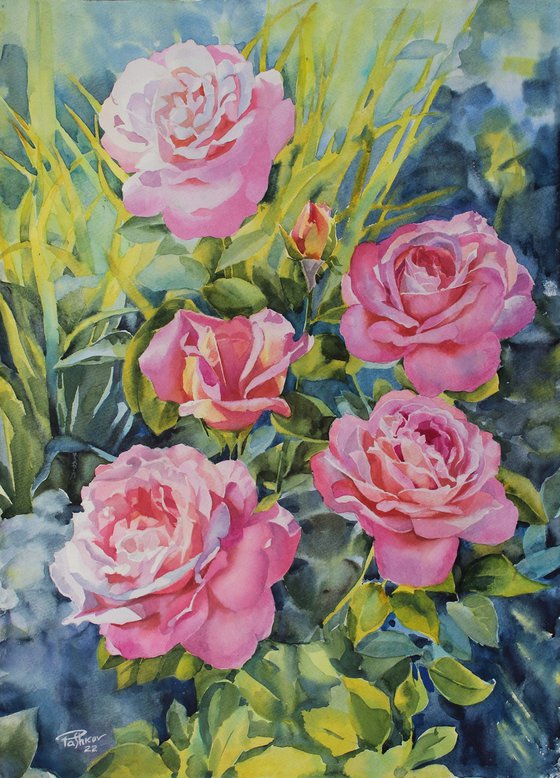 Pink roses