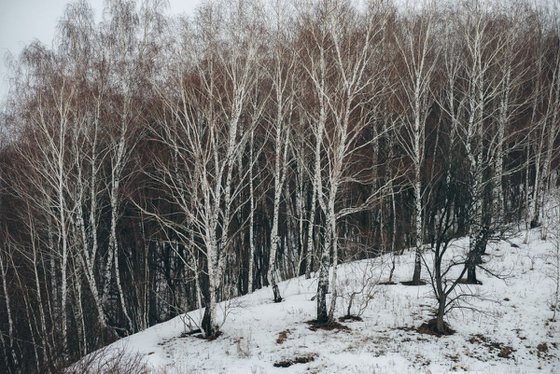 Untitled birches