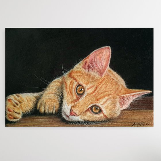 Ginger - Portrait of a ginger kitten