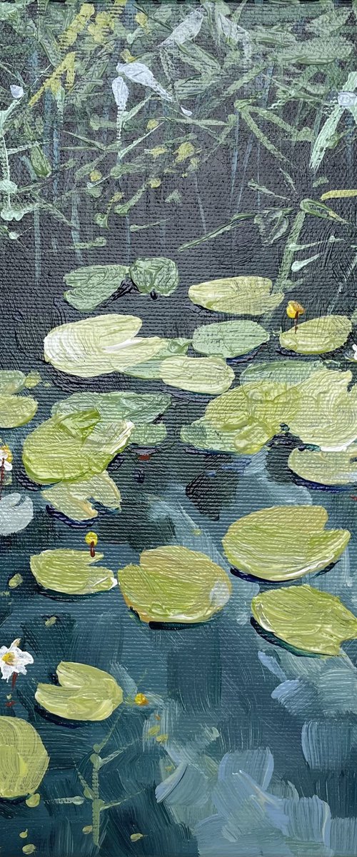 Water lilies.Twilight on the pond.The bay pond by Yevheniia Salamatina