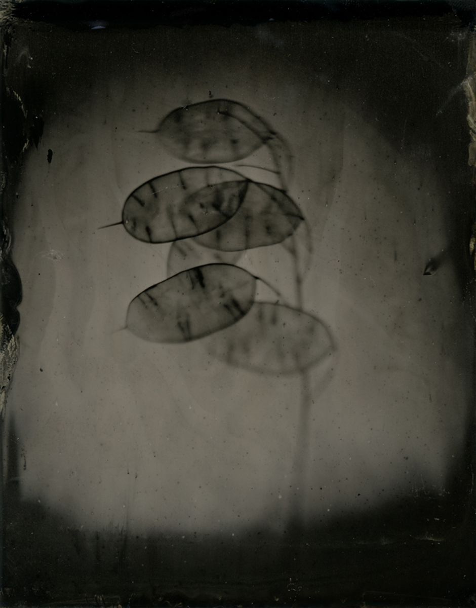 Photorealistic Botanical Photograph By Nicolas Laborie, 8 X 10", Honesty Ii, Original Artwork