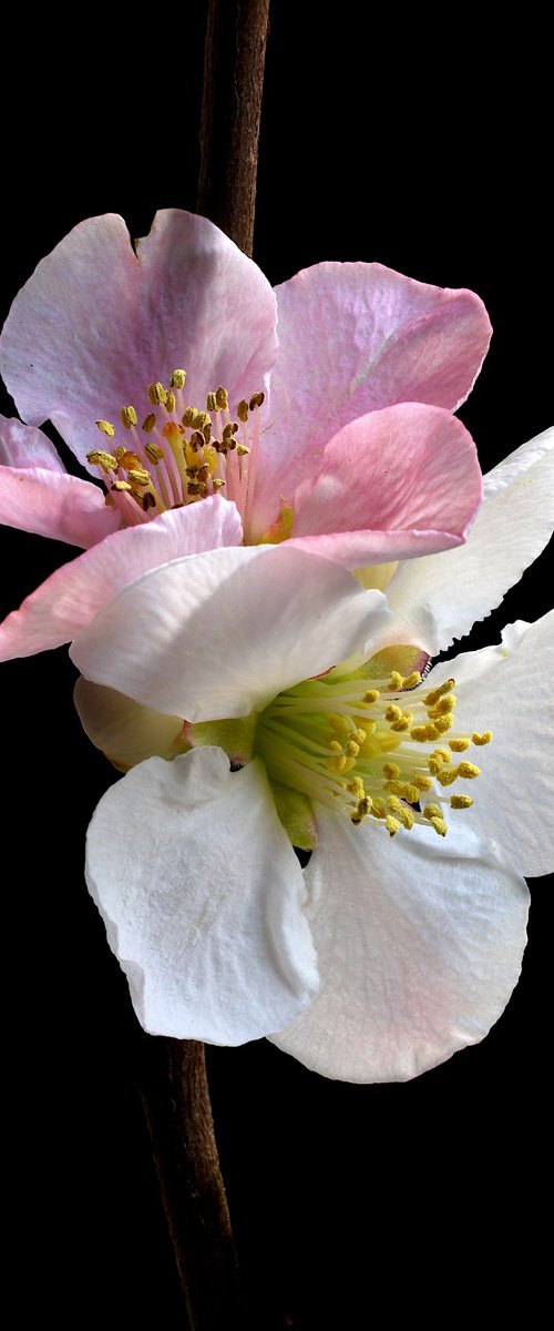 Pink and White Quince Blossoms by Nadia Culph
