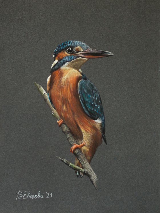 Kingfisher portrait 1
