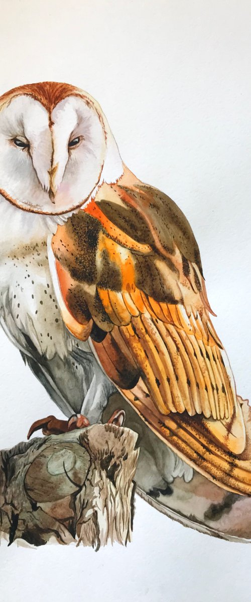 Owl from the collection "Watercolor birds" by Kakajan Charyyev
