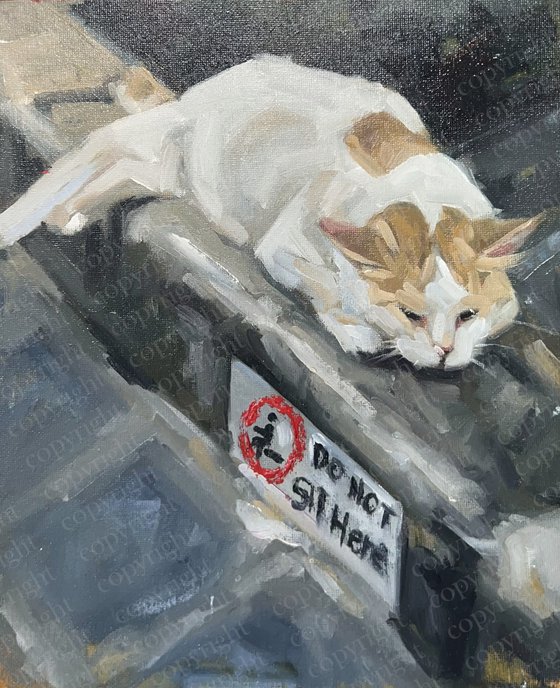 Contrary Cat