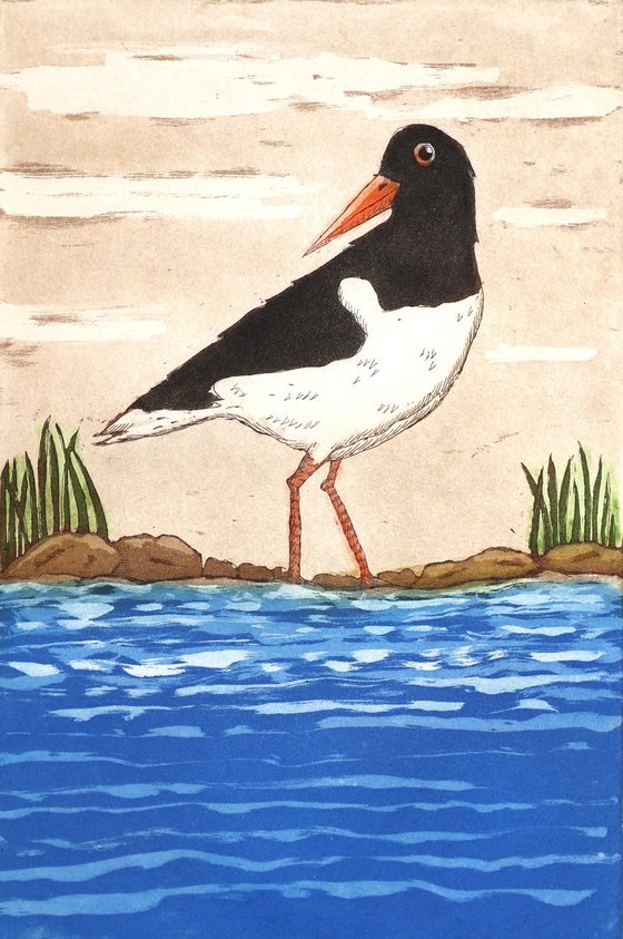 Oystercatcher