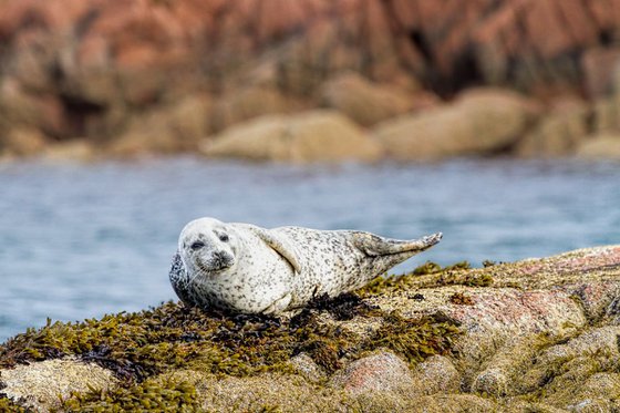 Animals, Mammals - Very cute Seal puppy, Isle of Mull, Scotland, UK