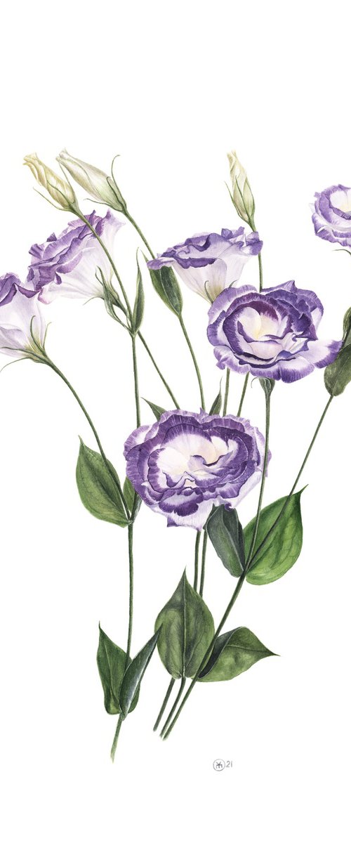 Blue Eustoma by Yuliia Moiseieva