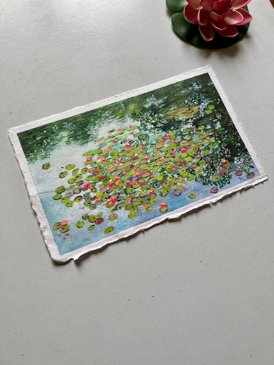 Water lilies paradise!