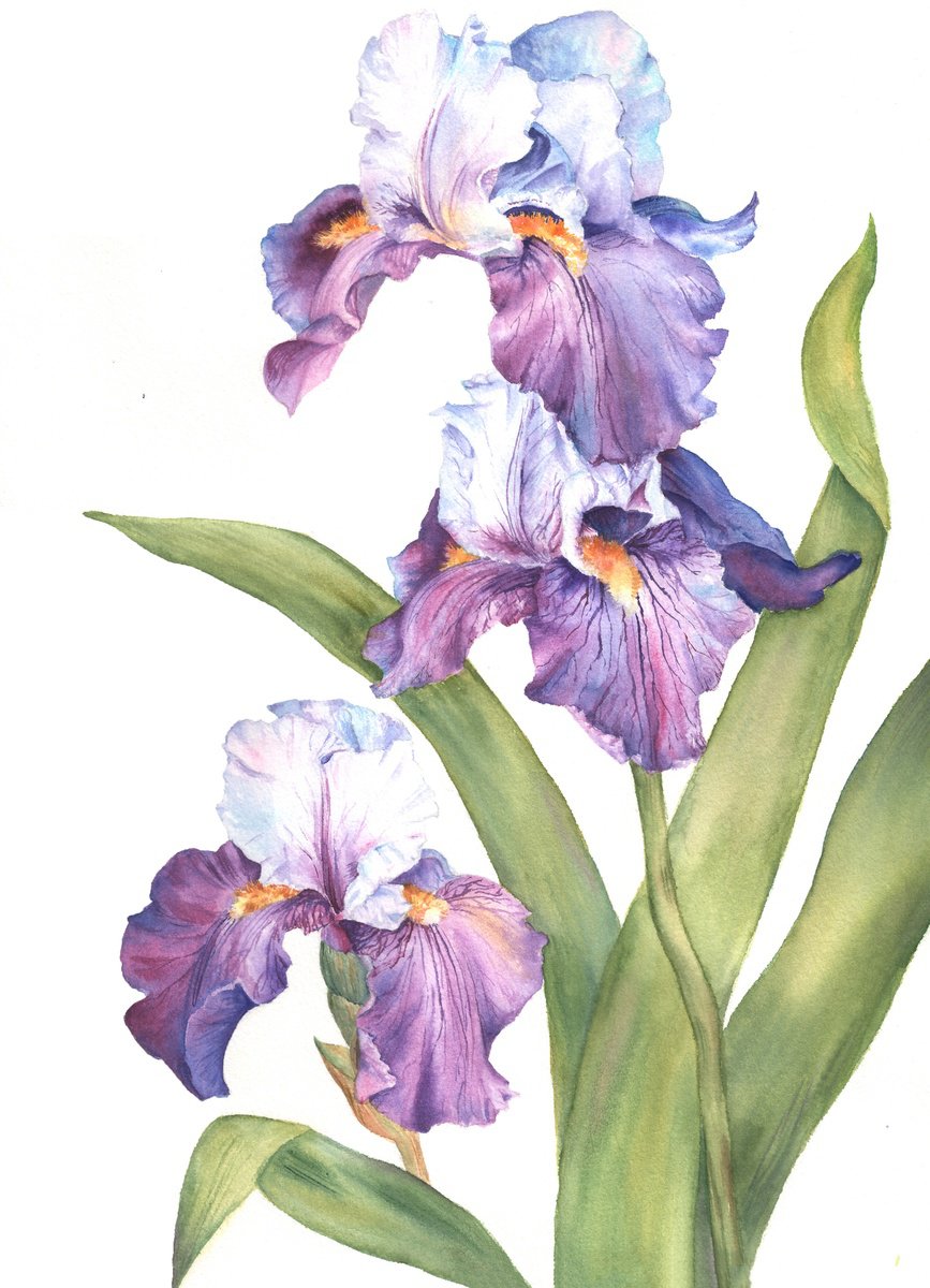 Photorealistic Botanical Watercolour By Maryna Boiko, 11 X 15", Whisper Of Irises, Original Artwork