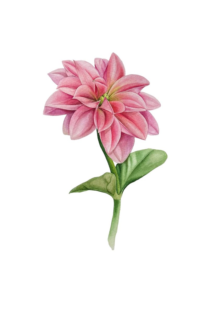 Illustrative Botanical Watercolour By Julia Gorislavska, 8 X 12", Bright Dahlia, Original Artwork