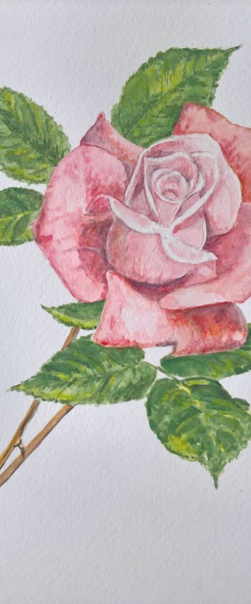 Pink Rose by MARJANSART