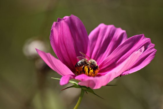 Bee on cosmos