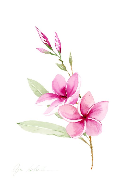 Pink tropical Plumeria flower