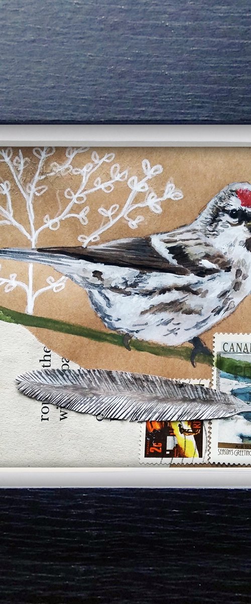 The Redpoll feather  (framed and ready to hang) by Carolynne Coulson